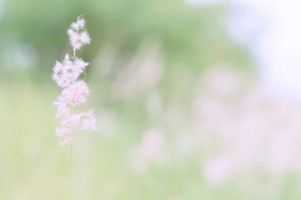 屋外でぼやけた花の草、ヴィンテージの背景 — ストック写真