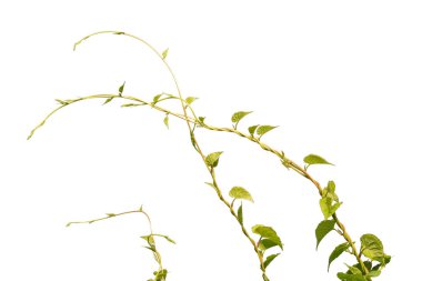 asma bitkileri beyaz arka plan üzerinde izole