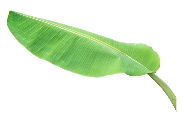 Банановый лист на белом фоне, Клиппинг путь — стоковое фото