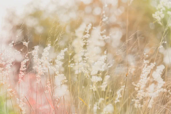 柔らかい暖かい光の中で草原の花。ヴィンテージ秋の風景ぼかし — ストック写真