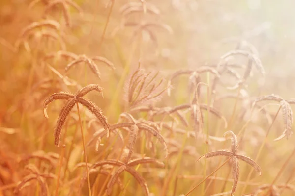 秋、草原の花の背景。秋の風景 — ストック写真