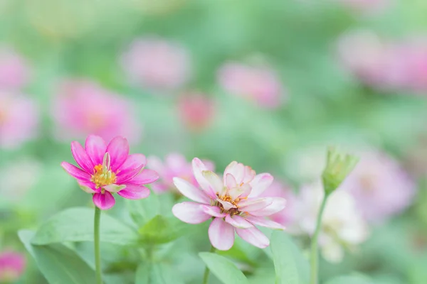 Flor de plantas — Fotografia de Stock