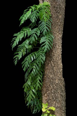 Monstera deliciosa Liebm (Meksika ekmek meyvesi veya İsviçre peynir bitkisi) Tropikal Yeşil Yapraklar yeşillik, Orman Bitkisi çalılıkları beyaz arka planda izole edilmiş kırpma yolu dahil