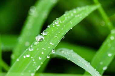 Su damlası yaprak çimenlerin üzerinde