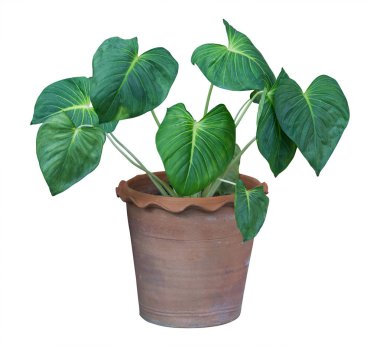 Beyaz backg izole bir tencerede Iç ve dış bitki ağacı