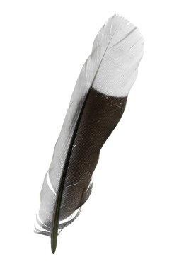 Beyaz arkaplanda tüy izole edildi