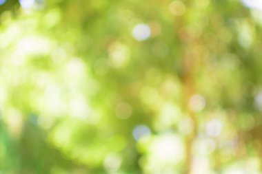 ağaç yapraklarının bokeh arkaplanı