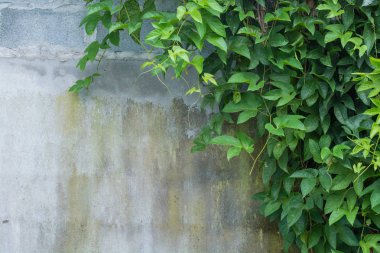 Duvar arka planda yaprakları ile Asma Şube