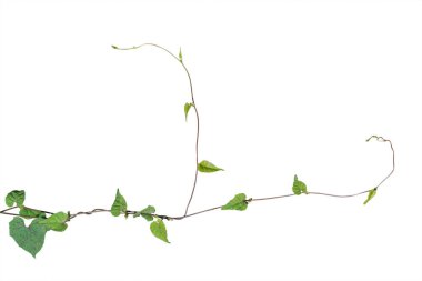Asma bitki, Doğa Sarmaşık beyaz arka plan üzerinde izole bitki yaprakları