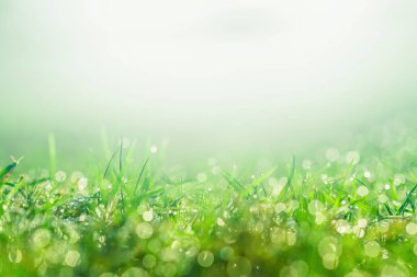 Sabah günü su damlası ile çim üzerinde Sabah çiy