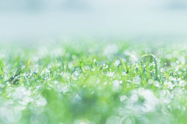 Sabah günü su damlası ile çim üzerinde Sabah çiy