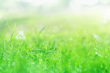 Sabah günü su damlası ile çim üzerinde Sabah çiy