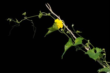 asma bitkileri siyah arka plan üzerinde izole. kırpma yolu