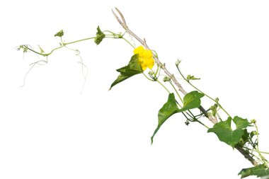 asma bitkileri beyaz arka plan üzerinde izole. kırpma yolu