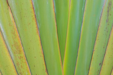 yeşil bitkiler arka plan