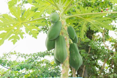 Papaya ağacını