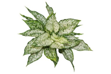 bitkiler üst görünümü beyaz arka plan üzerinde izole. kırpma yolu