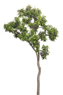 Beyaz arkaplanda izole edilmiş ağaç