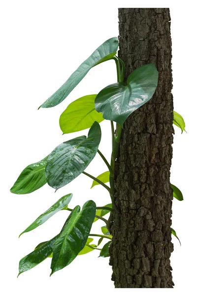 つる植物、白い背景に分離されたツタの植物、クリッピングp — ストック写真