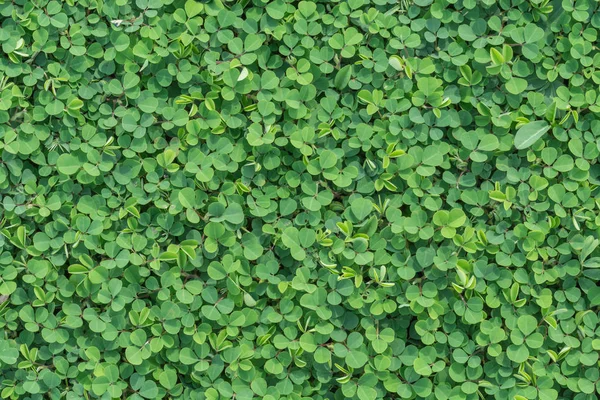 Yeşil yaprak deseni arkaplanı — Stok fotoğraf