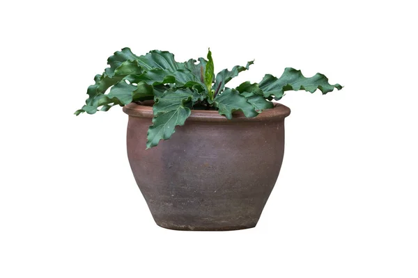 Arbre à plantes intérieur et extérieur dans un pot isolé sur fond blanc — Photo