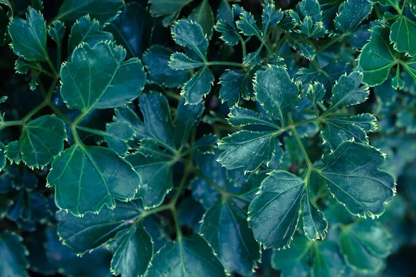 녹색 잎의 패턴 배경 — 스톡 사진