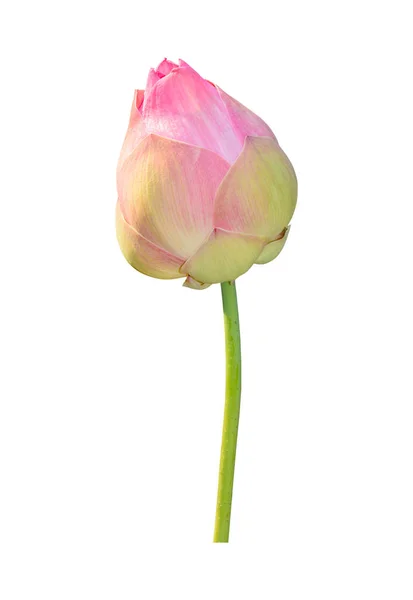 Planta flor de lótus isolado no branco, caminho Clipping — Fotografia de Stock