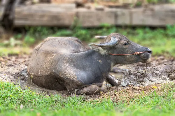 Búfalo de pantano tumbado al sol caliente . — Foto de Stock
