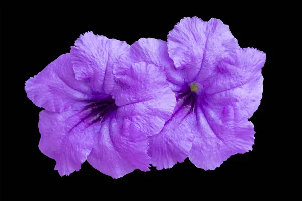 Fioletowy fioletowy kwiat izolowany na czarnym tle. ścieżka wycinania — Zdjęcie stockowe