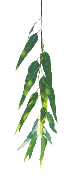 Ramo de eucalipto isolado sobre fundo branco com clipping pat — Fotografia de Stock