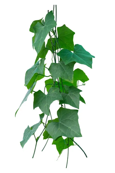 Planta de videira, Natureza Planta de folhas de hera isolada sobre fundo branco — Fotografia de Stock