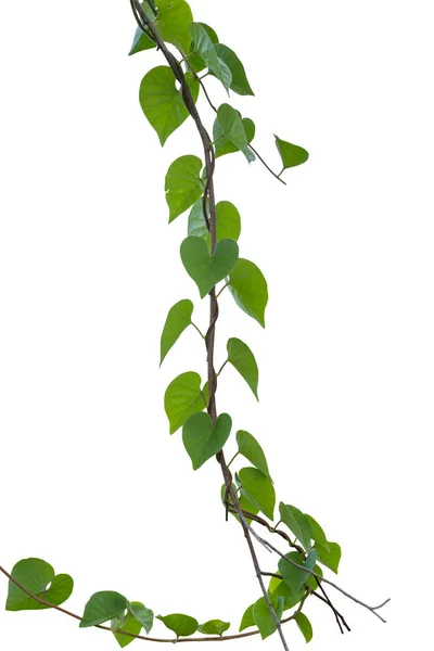 Planta de videira, Natureza Planta de folhas de hera isolada sobre fundo branco — Fotografia de Stock