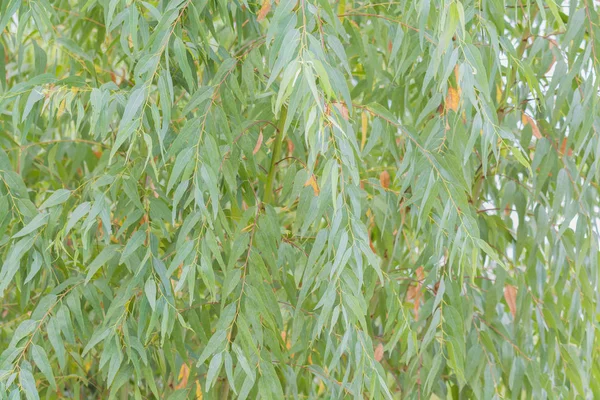 Eucalyptus leaves. branch eucalyptus tree nature background — Stock Photo, Image