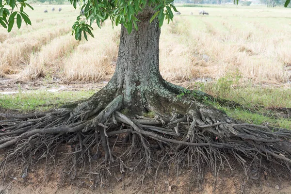 Корневое дерево манго — стоковое фото