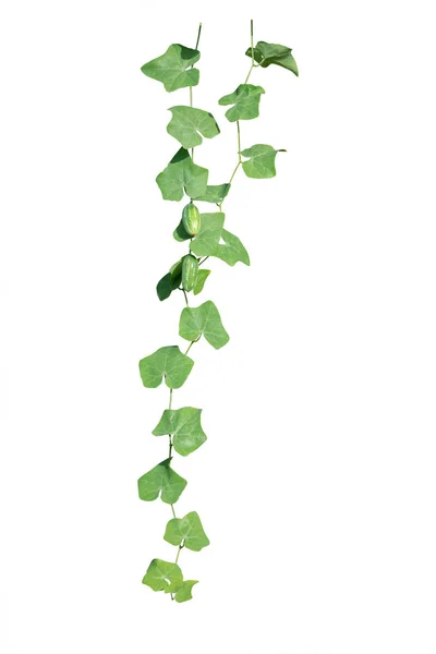 Vine plants isolate on white background. clipping path — Stock Photo, Image