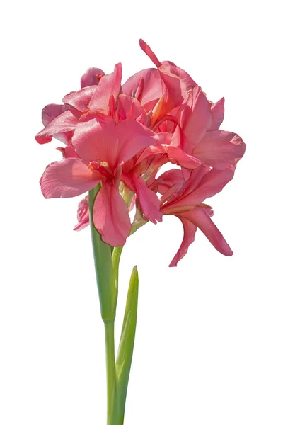 Bunga canna lily merah muda pada latar belakang putih. Potong tapak — Stok Foto