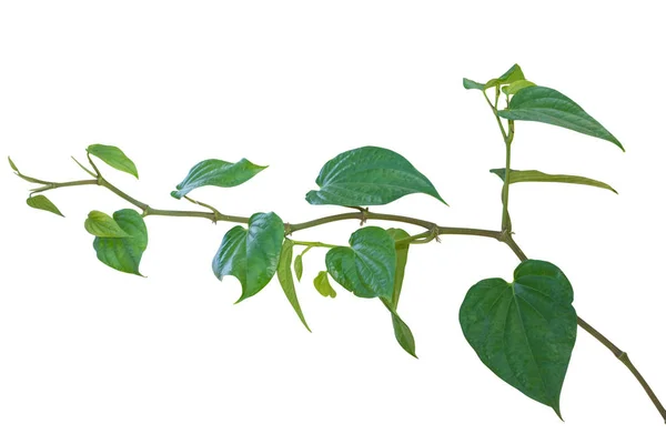 सफेद पृष्ठभूमि पर अलग पान के पौधे। क्लिपिंग पथ — स्टॉक फ़ोटो, इमेज