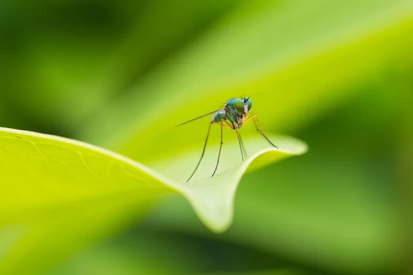 Έντομα σε φύλλα σε πράσινο φόντο — Φωτογραφία Αρχείου