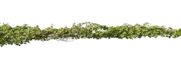 Szőlő Növényi Levelek Trópusi Bokor Lombozat Elszigetelt Fehér Alapon Van — Stock Fotó