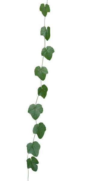 Vine plants isolated on white background. clipping path — Stock Photo, Image