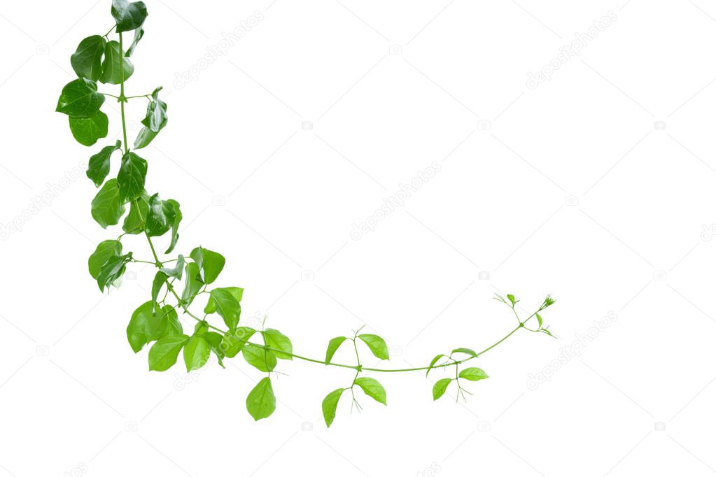 vine plants isolate on white background