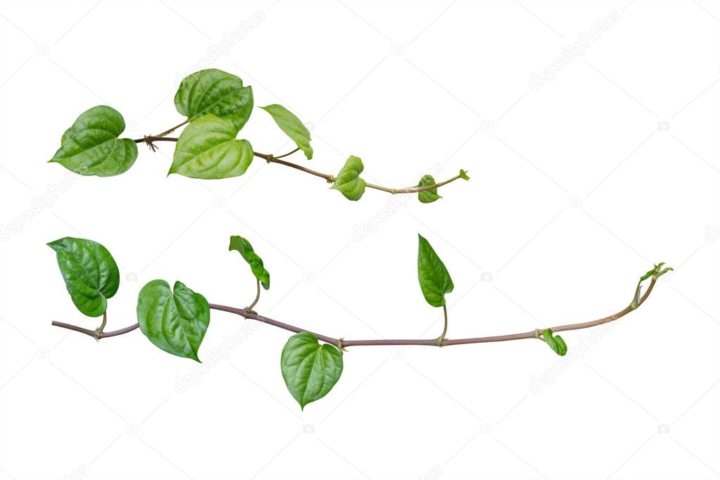 ivy. vine plants, ivy leaves of the climbing plant isolated on w