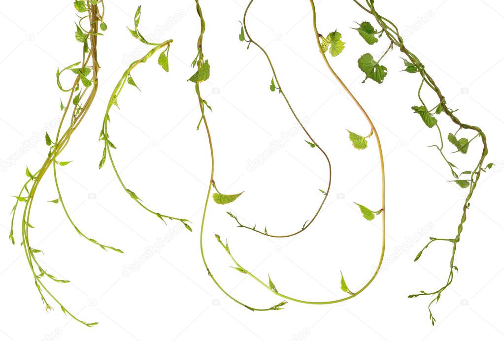 Vine Plant leaves tropic, bush foliage tree isolated on white background have clipping path