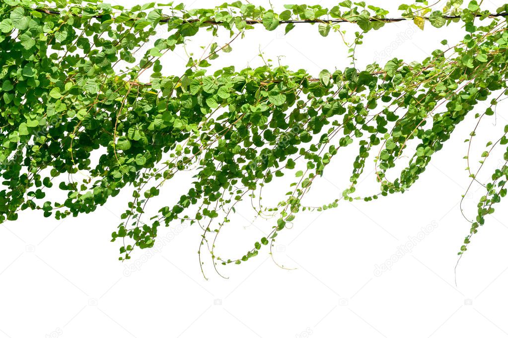 Vine plant, Ivy leaves plant on poles isolated on white backgrou