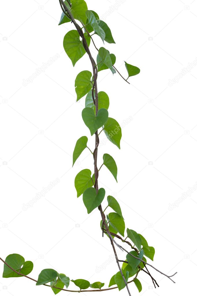 Vine plant, Nature Ivy leaves plant isolated on white background