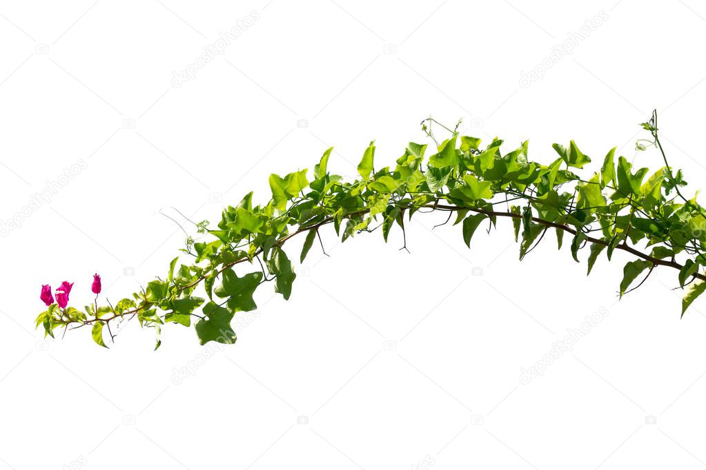 vine plants isolate on white background. clipping path
