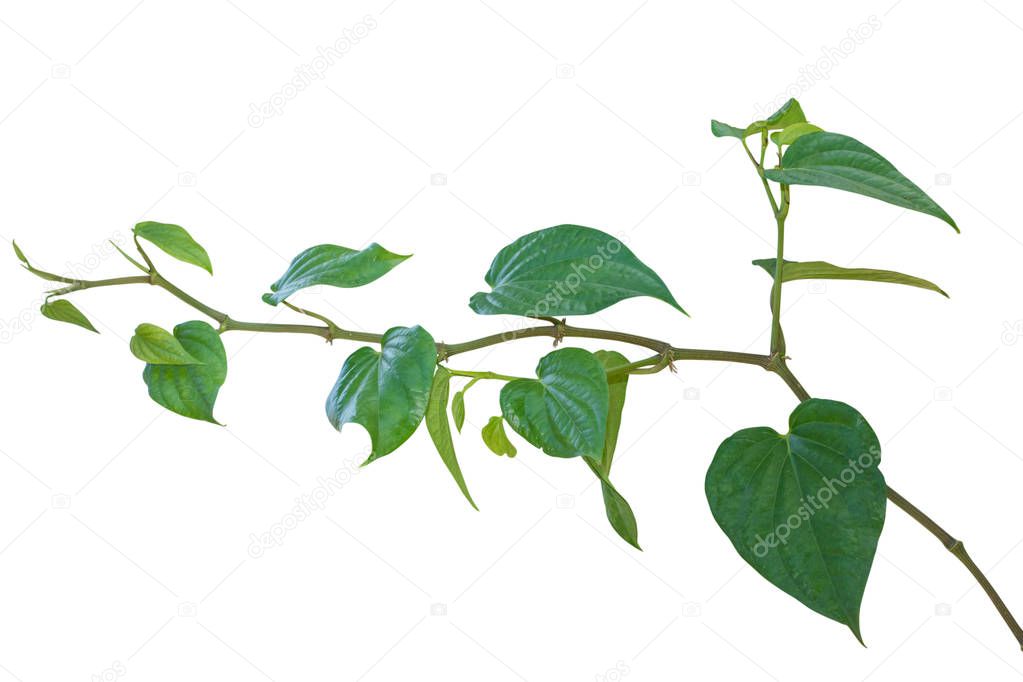 betel plants isolated on white background. clipping path