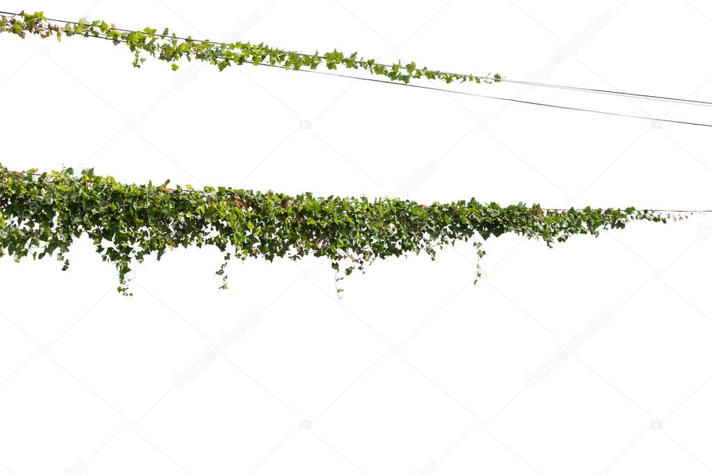 Vine Plant leaves tropic, bush foliage tree isolated on white background have clipping path