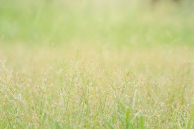 Çiçekler sabah çiğ taneleri altında