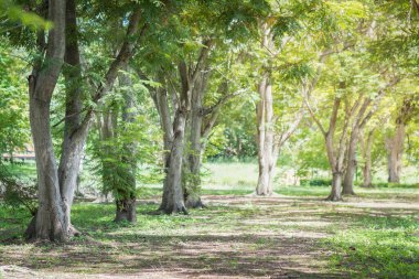 Ağaç bahçesi sabah ışığı, yoğun oksijen kaynağı